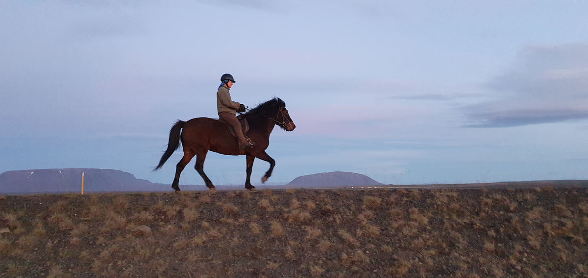 Safari Horse Rental - Family-run riding tours in Mývatn, Iceland