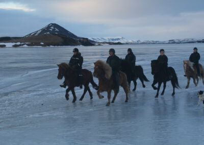 Safari hestar riding on ice